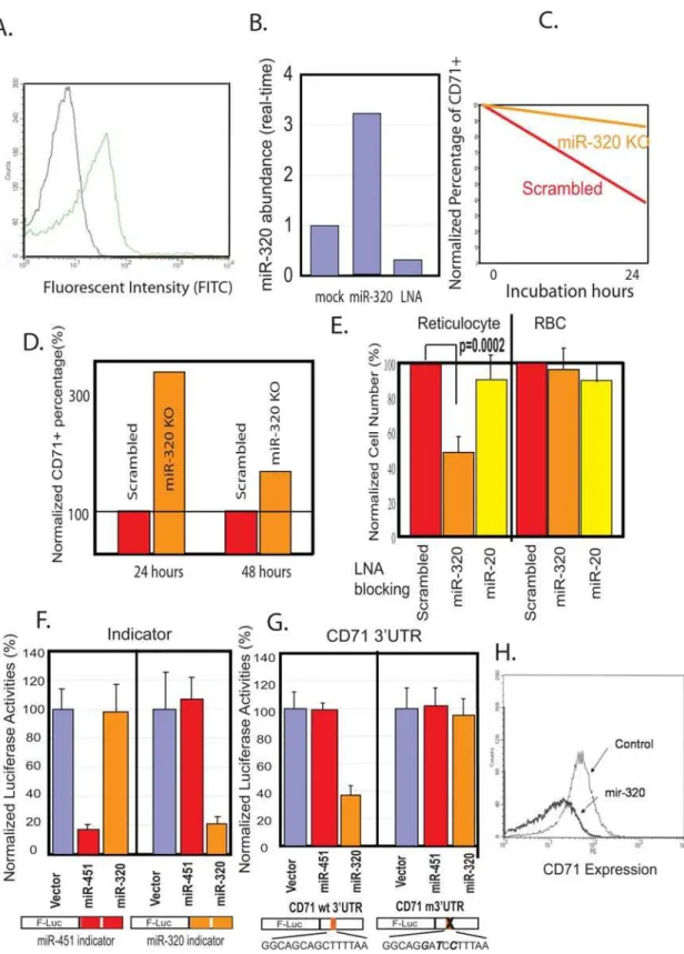Figure 5. Poor expression of miR-320 in HbSS cells was associated with defective CD71 downregulation during terminal differentiation