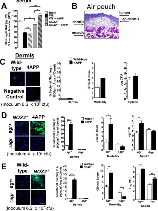 Figure 2. Reduction of serum apoB levels in Nox2 knockout mice but not wild-type mice significantly increases susceptibility to agr III-mediated S