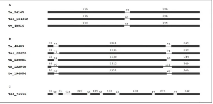 Figure 1. Intron positions within the laccase genes of Trichoderma spp. define three gene subfamilies