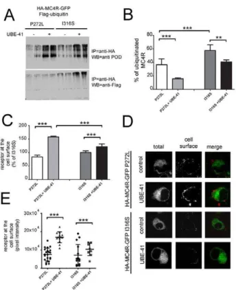 Figure 4. Functional studies comparing different MC4R muta- muta-tions. A) N2A cells were transiently co-transfected with mutated  HA-MC4R-GFP P272L or HA-HA-MC4R-GFP I316S and FLAG-ubiquitin