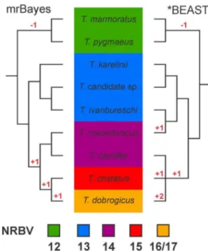 Figure 1. Previously argued phylogenetic hypotheses for the genus Triturus . Background colors reflect the variation in the number of rib-bearing pre-sacral vertebrae (NRBV) characterizing the five Triturus morphotypes