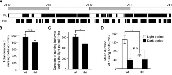 Figure 3. Altered diurnal pattern in nursing behavior of female heterozygous Clock mutant mice