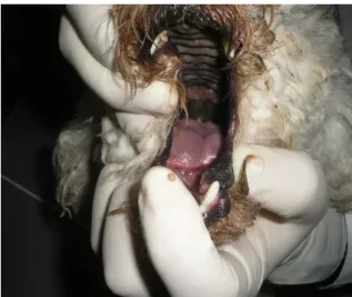 Figure 1. Tip tongue necrosis in dog associated with infection L. interrogans Canicola Tande  strain