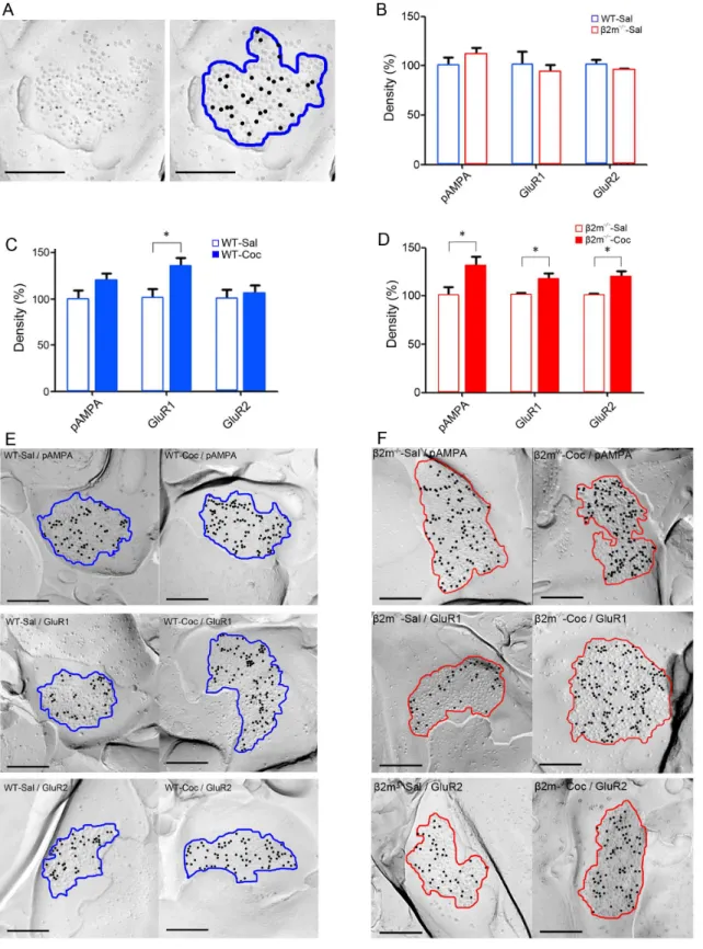 Figure 4. Comparison of AMPA receptor densities. A) A raw electron micrograph image of SDS-FRL replica immunolabeled with pan-AMPA antibody (left), and an analyzed image (right)