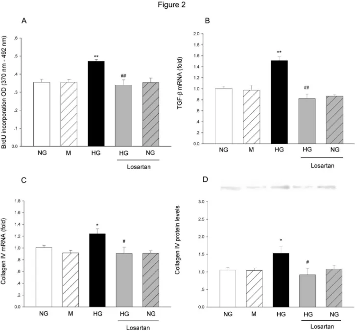 Figure 2.  The effects of losartan on HG-induced changes in MCs proliferation, TGF-β1 and collagen IV expression