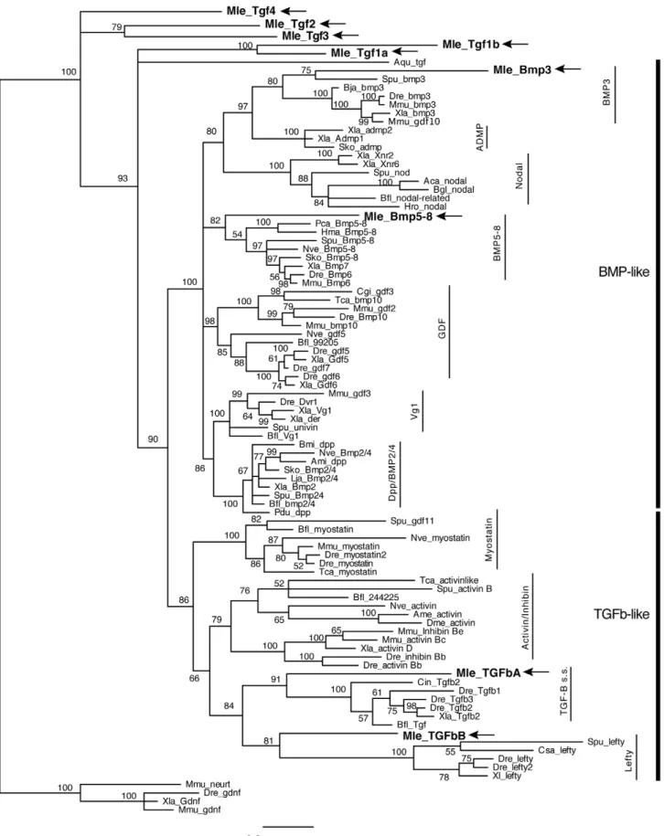 Figure 2. Bayesian analysis of TGF-b ligands. Analyses were performed using only the TGF-b peptide domain, with Mnemiopsis members bolded and marked by arrows
