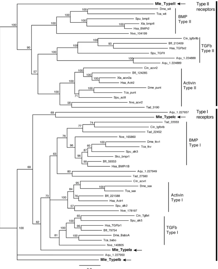 Figure 4. Bayesian analysis of TGF-b receptors. Mnemiopsis members are bolded and marked by arrows