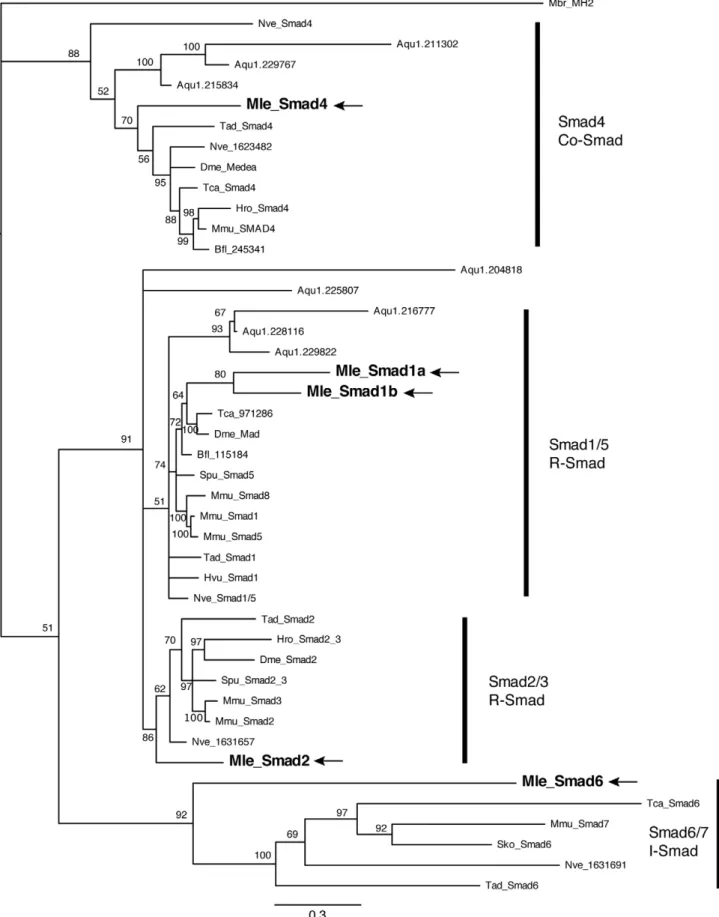 Figure 5. Bayesian analysis of Smad proteins. Mnemiopsis members are bolded and marked by arrows
