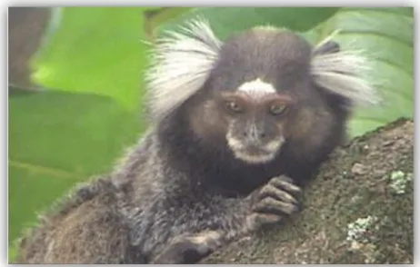 Figura 2. Sagui de tufo branco (Callithrix jacchus). 