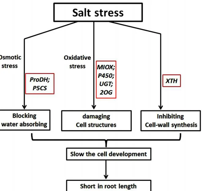 Fig 10. Proposed model for root-development inhibition under salt stress. Salt stress caused osmotic stress, oxidative stress and cell wall damage to the roots