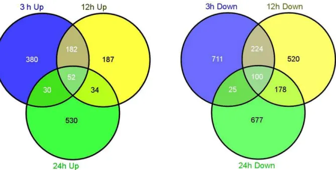 Fig 5. Venn diagram describing the exclusion and overlap of regulated genes at three time points