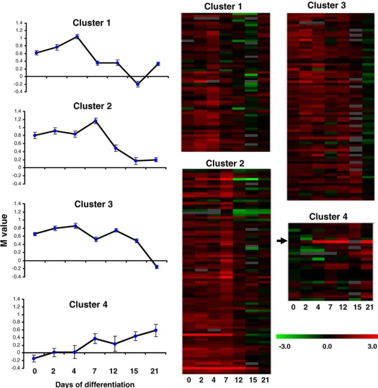 Figure 5. Genes Are Silenced at Widely Differing Times during Differentiation of Female ES Cells
