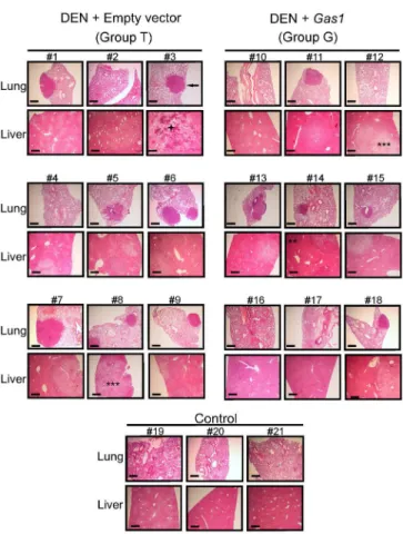 Fig 4. Histological analysis of livers and lungs. Representative sections of lungs and livers from all the animals of groups T and G and from 3 animals of group C are shown