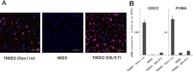 Figure 3. HCEC-associated genes and cytolocalization of junctional components expressed by cell lines