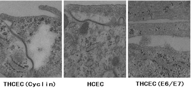 Figure 5. The pump function of cell lines. Short-circuit currents representing Na + /K+-ATPase activity from corneal cell monolayers on the insert well area of 4.67 cm 2 were calculated before and after addition of the Na + /K+-ATPase inhibitor ouabain