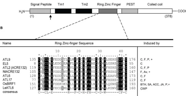 Figure 1. ATL9 structure and sequence alignment between ATL family members. A) Schematic diagram of ATL9 protein structure
