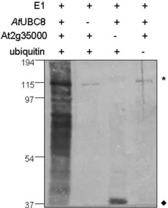 Figure 8B shows that the majority of genes that exhibited altered expression responded to chitin treatment regardless of plant genotype (3510), while a smaller number (525) fluctuated between wild-type plants and the atl9 mutant irrespective of treatment
