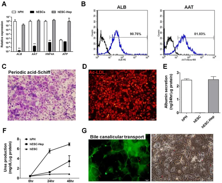 Fig 1. Differentiation of human embryonic stem cells (hESCs) into hepatocytes in vitro 