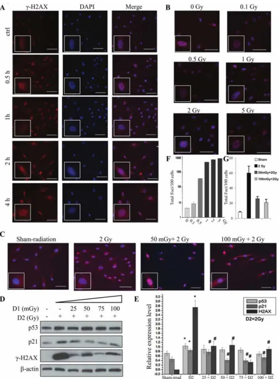 Fig 1. Radiation-induced AR in RMP-4 cells under 2-D condition. For priming dose (also named as D1), 25, 50, 75, 100 mGy of radiation were used