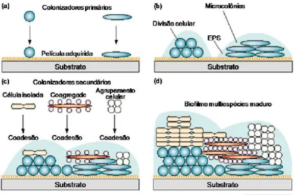 Ilustração  5  Etapas  da  formação  de  um  biofilme  multiespécie.  Em  (a)  a  adesão  dos  colonizadores  primérios; (b) crescimento e divisão celular e produção da matriz de EPS; (c) co-adesão de células; 