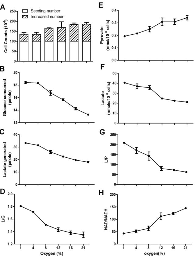 Figure 4. The effect of oxygen levels on intracellular concentration of lactate and pyruvate in Hela cells
