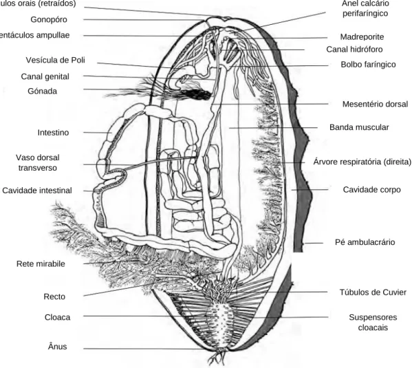 Figura 1.1 Anatomia interna de uma holotúria (Adaptado de Purcell, et al., 2012b). 