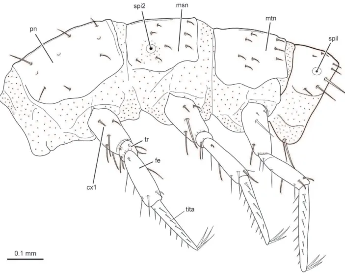 Figure 9. L. vesicatoria , thorax, lateral view, line drawing. Abbreviations: cx1: procoxa; fe: femur; msn: mesonotum; mtn: metanotum; pn: