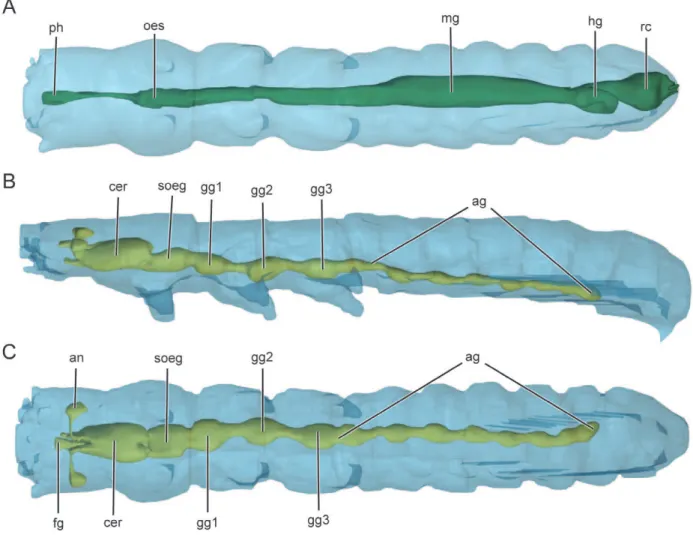 Figure 12. Digestive (A) and nervous (B, C) systems of L. versicatoria , 3D reconstructions