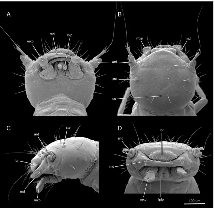 Figure 2. L. vesicatoria , head, SEM. (A): ventral view; (B): dorsal view; (C): lateral view; (D): frontal view