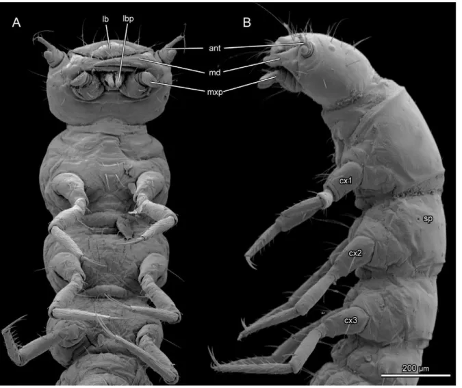 Figure 3. L. vesicatoria , head and thorax, SEM. (A) ventral view; (B) lateral view. Abbreviations: ant: antenna; cx1,2,3: pro-, meso, metacoxa; lb: