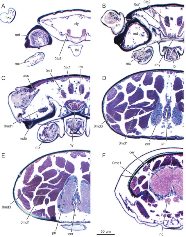 Figure 7. L. vesicatoria , head, cross section. (A–C) cross sections of the anterior head region; (D–F) cross sections of the posterior head region.