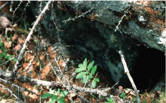 Figure 5. Web of Ectatosticta davidi (Simon) from Mt. Taibaishan, Shaanxi, China.