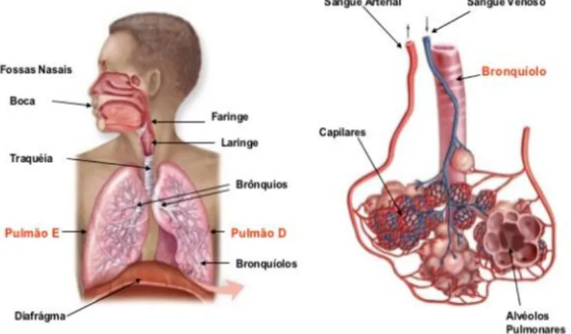 Figura 3: Órgãos do sistema respiratório humano. Cientic. [Em linha]. Disponível em: 