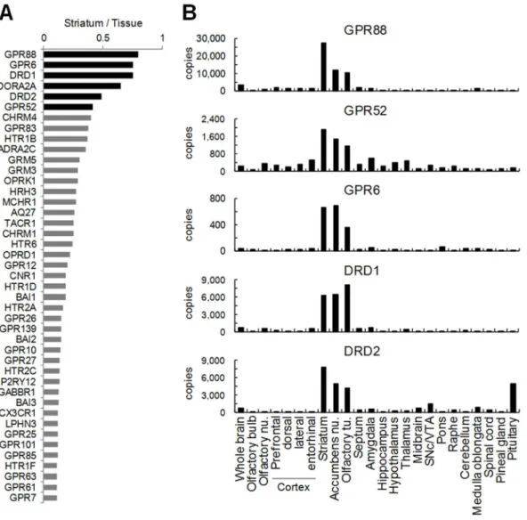 Figure 2. Gene expression of GPCRs enriched in striatum. A, Descending order of ratio of mouse striatal expression per total of all the examined tissue expressions for each GPCR was presented using data in Table S1
