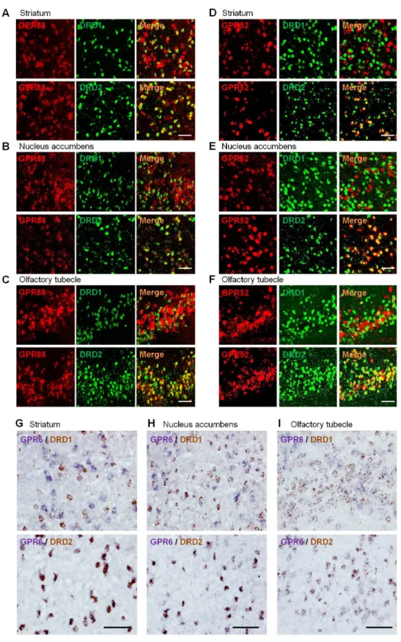 Figure 3. Expression of GPR88, GPR52, and GPR6 in DRD1 or DRD2- expressing neurons of rat basal ganglion by Double-ISH analysis