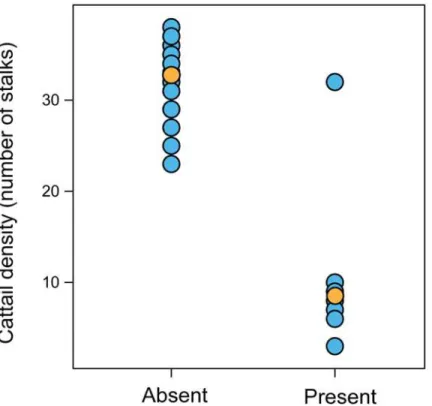 Fig 3. Differences between density of cattail (Typha dominguensis) in sites where Formicivora paludicola is absent or present