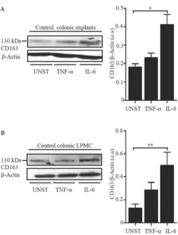 Figure 6. IL-6 enhances CD163 expressions in normal colonic explants and LPMC. A. Representative Western blots showing CD163 and b-actin in total proteins extracted from normal colonic explants treated with or without (unstimulated = UNST) TNF-a (20 ng/ml)