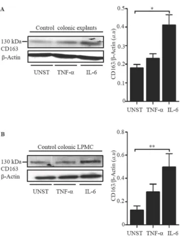 Figure 6. IL-6 enhances CD163 expressions in normal colonic explants and LPMC. A. Representative Western blots showing CD163 and b-actin in total proteins extracted from normal colonic explants treated with or without (unstimulated = UNST) TNF-a (20 ng/ml)