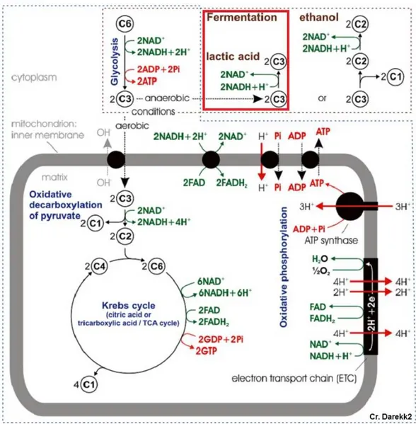 Figure 1 Typical cellular respiration pathway in eukaryotic cells. Red box denotes anaerobic respiratory pathway of interest.