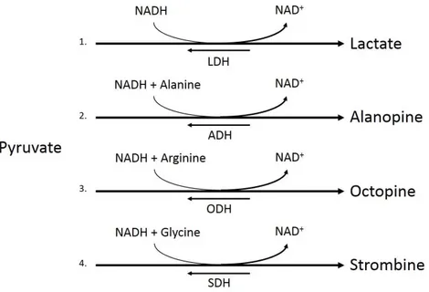 Figure 2 Pyruvate metabolism pathways. Conversion of pyruvate to lactate by lactate dehydrogenase (LDH, 1), pyruvate and alanine to alaopine by alanopine dehydrogenase (ADH, 2), pyruvate and arginine to octopine by octopine dehydrogenase (ODH, 3), and pyru