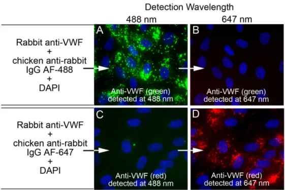 Fig 2. Fluorescent emission “ cross-talk ” controls. The high concentration of VWF present in Weibel- Weibel-Palade bodies (WPBs) was used to demonstrate that images detected at the first wavelength channel (488 nm) were not cross contaminated by fluoresce