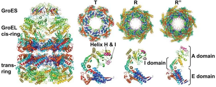 Figure 1. The structure of GroEL-GroES chaperone complex. Side view for the R0 state (left), top view (upper right) and side view (lower right) for the T, R and R0 state (pdb ids 1oel, 2c7e and 1aon, respectively)