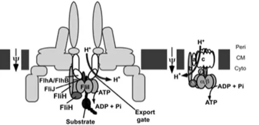 Figure 9. Comparative schematic representation of the bacterial flagellar export apparatus and F O /F 1 ATPase