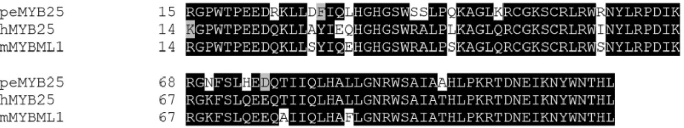 Figure 5. Expression analysis of PpeMYB25 in peach and nectarine flower buds. (A) The expression patterns of the  R2R3-MYB gene were evaluated in ‘Contender’ [C] and ‘Ambra’ [A] buds at seven, five, four and one week before anthesis (WBA)