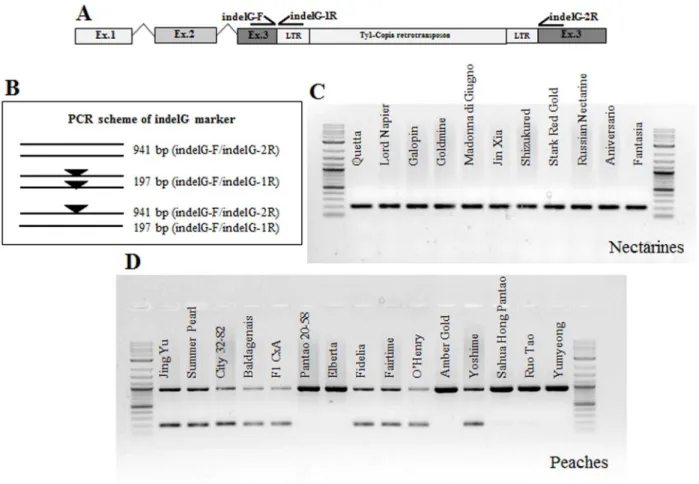 Figure 6. Functional Marker indelG. A marker assay was developed based on sequence information on the PpeMYB25 gene and the Ty1-copia insertion