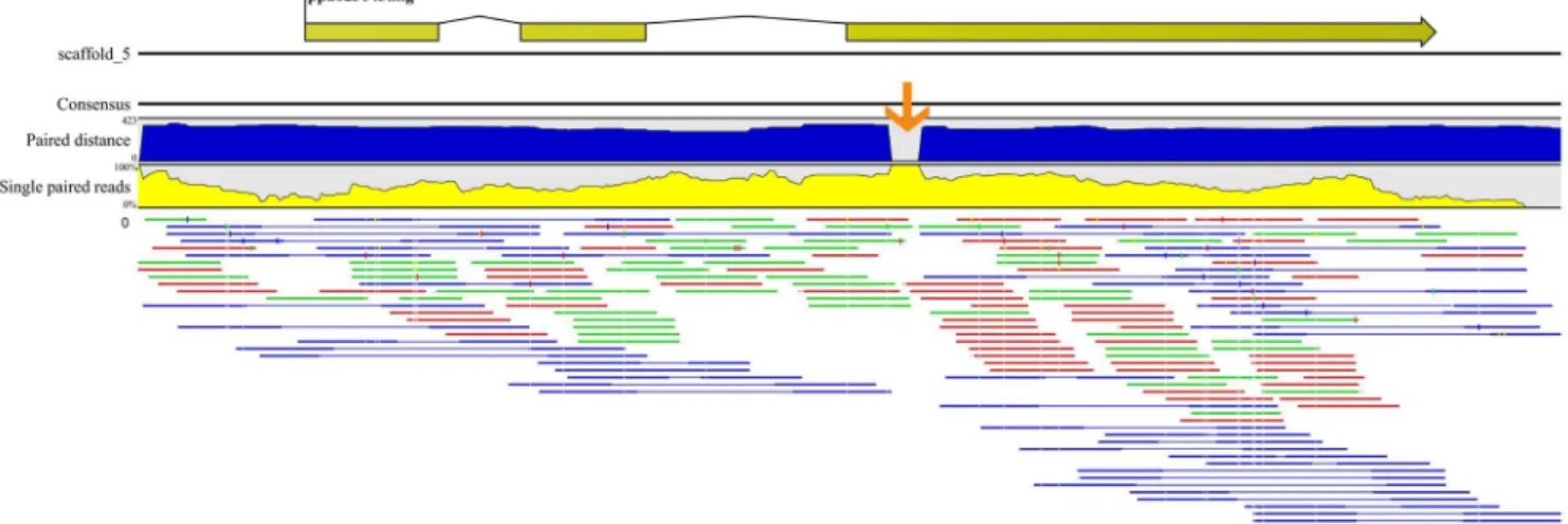 Figure 2. Alignment of Quetta reads against a 635 kb interval of Peach v1.0 pseudomolecule 5