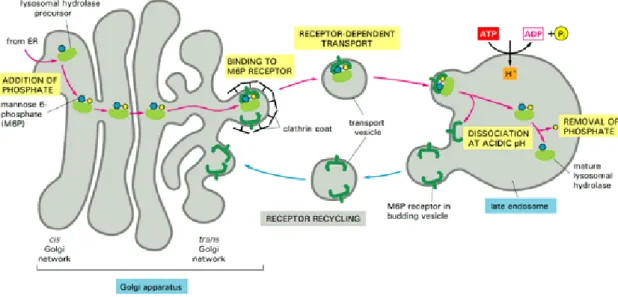 Figura 4 – Biossíntese das hidrolases lisossomais pela via M6P. Figura foi extraída de  Alberts et al., 2002