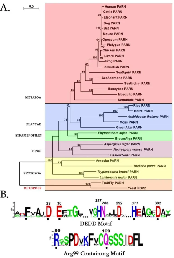 Figure 1. PARN phylogenetic analysis and sequence motifs. (A) Phylogenetic tree of PARN proteins