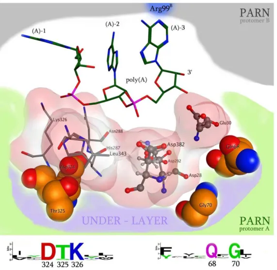 Figure 2. A representation of the 3D organization of the catalytic site of PARN. The RNA interacting and structurally conserved residues (Asp324, Thr325, Gly70, Gln68, Leu343, Asn288, Lys326) are shown in an electrostatic cloud, whereas the four evolutiona
