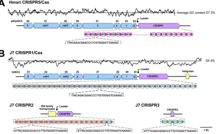 Figure 4. Overview of the CRISPR/Cas systems in pNG400 and Natrinema sp. J7-2. (A) The Hmari CRISPR5/Cas system in pNG400